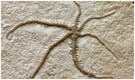 155-million-year-old fossil shows starfish-like creature cloning itself