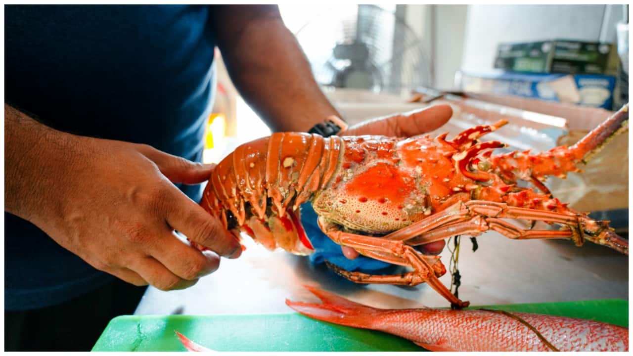 Red Lobster files for bankruptcy blaming it on 'endless shrimp' promotion Red Lobster files for bankruptcy blaming it on 'endless shrimp' promotion