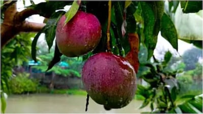 Udupi farmer's success story: Earning Rs 3 lakh from 1 kg of Japanese Miyazaki mango