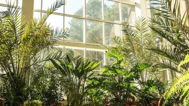 Bringing a touch of greenery into your home is a wonderful way to enhance your living space. However, not everyone has the time or inclination to care for high-maintenance plants. Fortunately, many houseplants thrive on minimal watering, making them ideal for those with busy lifestyles or a tendency to forget about watering schedules: (Image: Canva) Bringing a touch of greenery into your home is a wonderful way to enhance your living space. However, not everyone has the time or inclination to care for high-maintenance plants. Fortunately, many houseplants thrive on minimal watering, making them ideal for those with busy lifestyles or a tendency to forget about watering schedules: (Image: Canva)