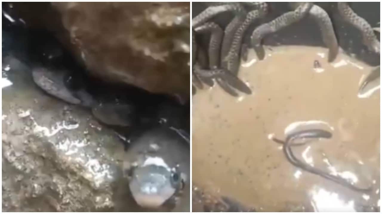 Watch: Around 35 snakes found at house in Assam, rescued later - Vimarsana News