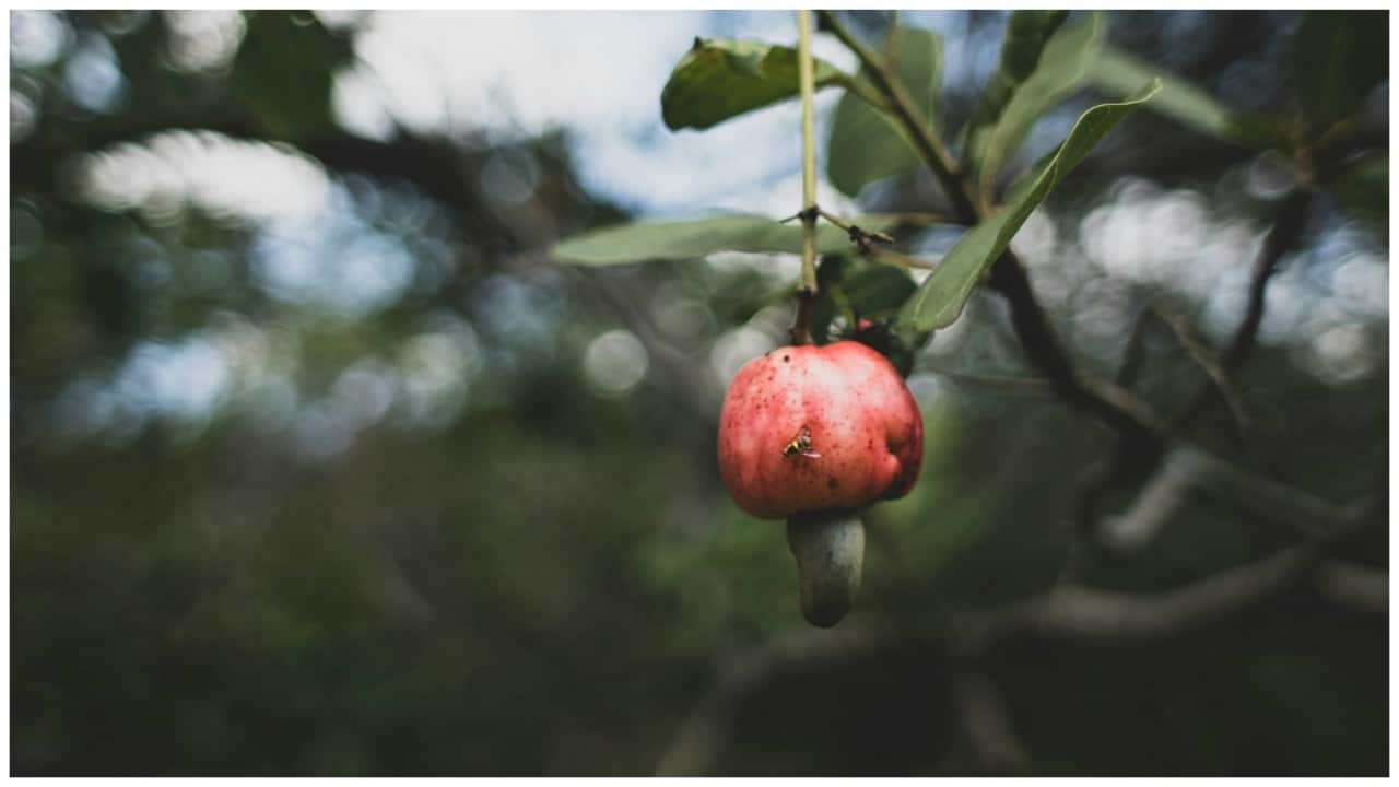 Tourist gets third-degree burns on his face after eating this exotic fruit in Mexico - Vimarsana News