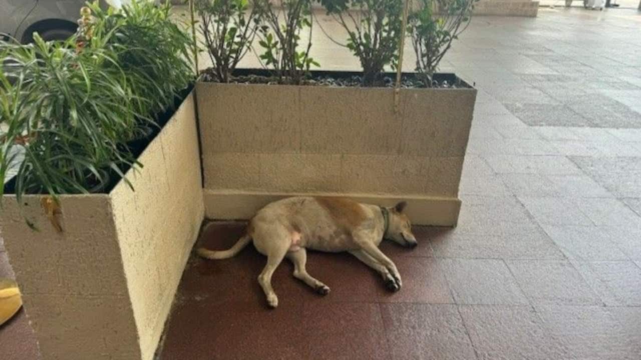 Street dog finds refuge at Taj Mahal Hotel: 'strict instructions from Ratan Tata' - Vimarsana News