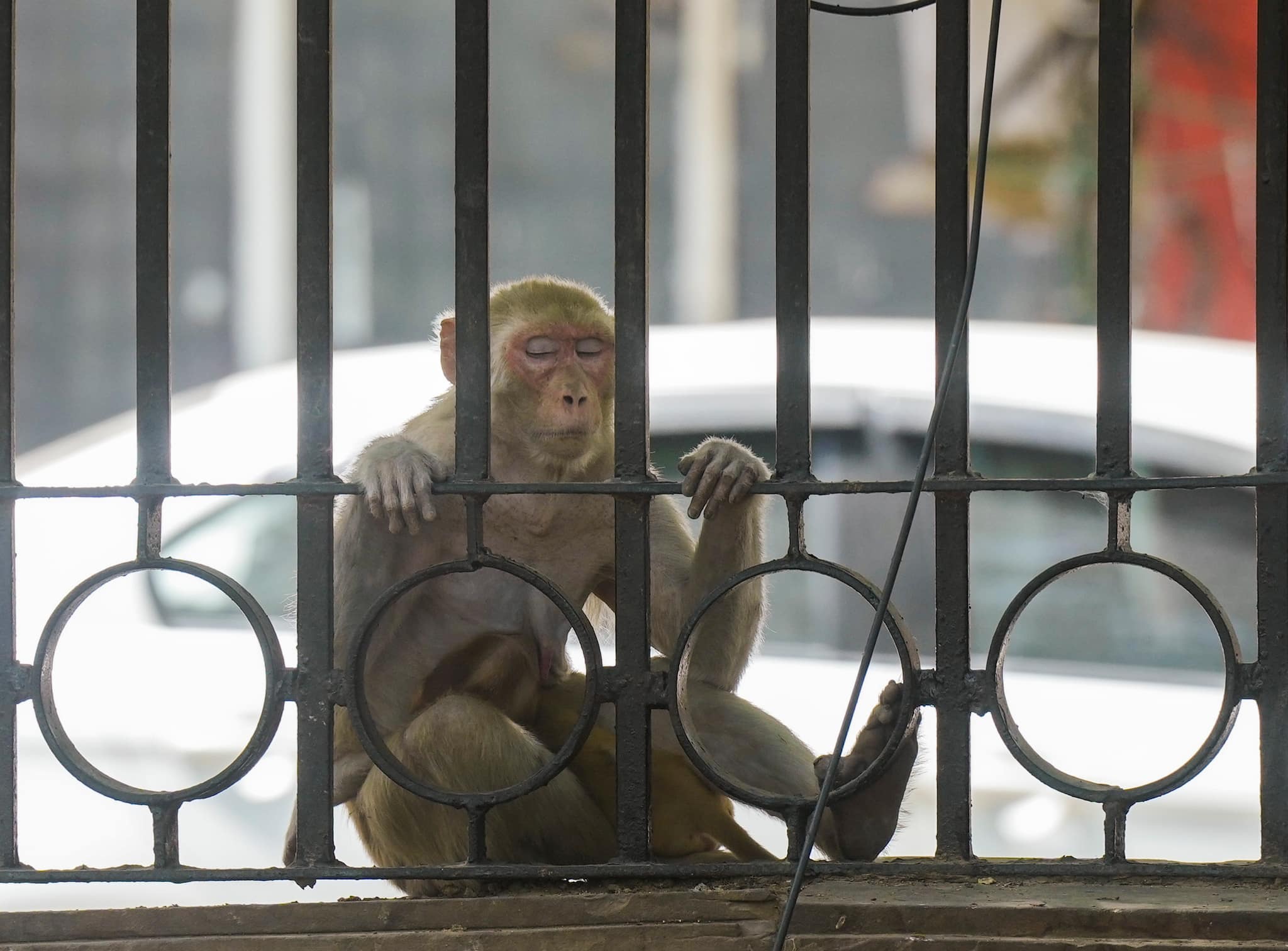 Monkeying around: New Delhi duo finds shade on hot summer day (PTI Photo)