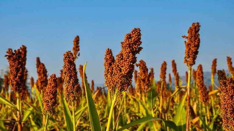 Finger millet: Finger millet is known for its high calcium content, which is crucial for bone health. The amino acids present in ragi promote satiety and manage weight. Finger millet has been shown to help control blood sugar levels, making it beneficial for diabetics (Image: Canva)