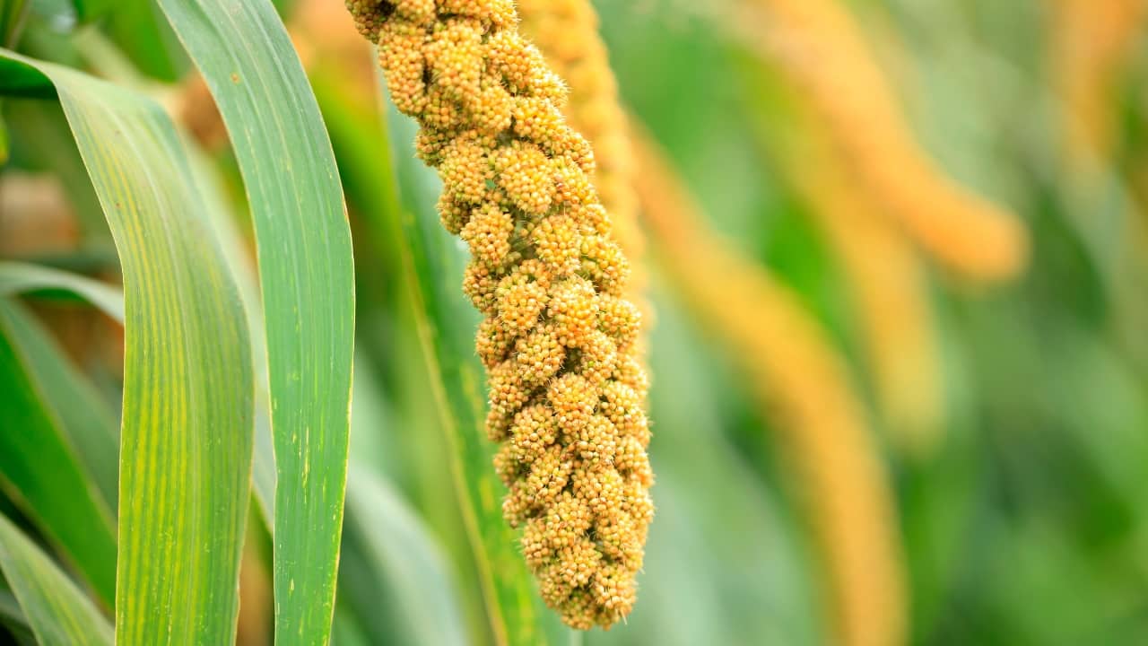 Foxtail millet: Foxtail millet is low in calories and high in dietary fiber, which aids in digestion and helps control appetite. It is also rich in iron and magnesium that improve cardiovascular health and prevent anemia (Image: Canva)