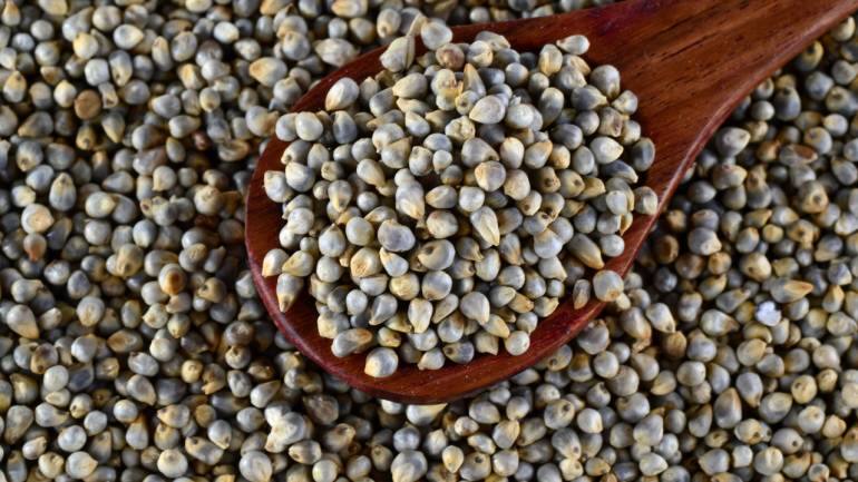 Pearl millet: Pearl millet is a nutrient-dense grain, packed with fibre, protein, and essential minerals like phosphorus, magnesium, and iron. It supports healthy metabolism and helps to maintain stable blood sugar levels. Its high fibre content promotes satiety and aids in weight loss (Image: Canva)
