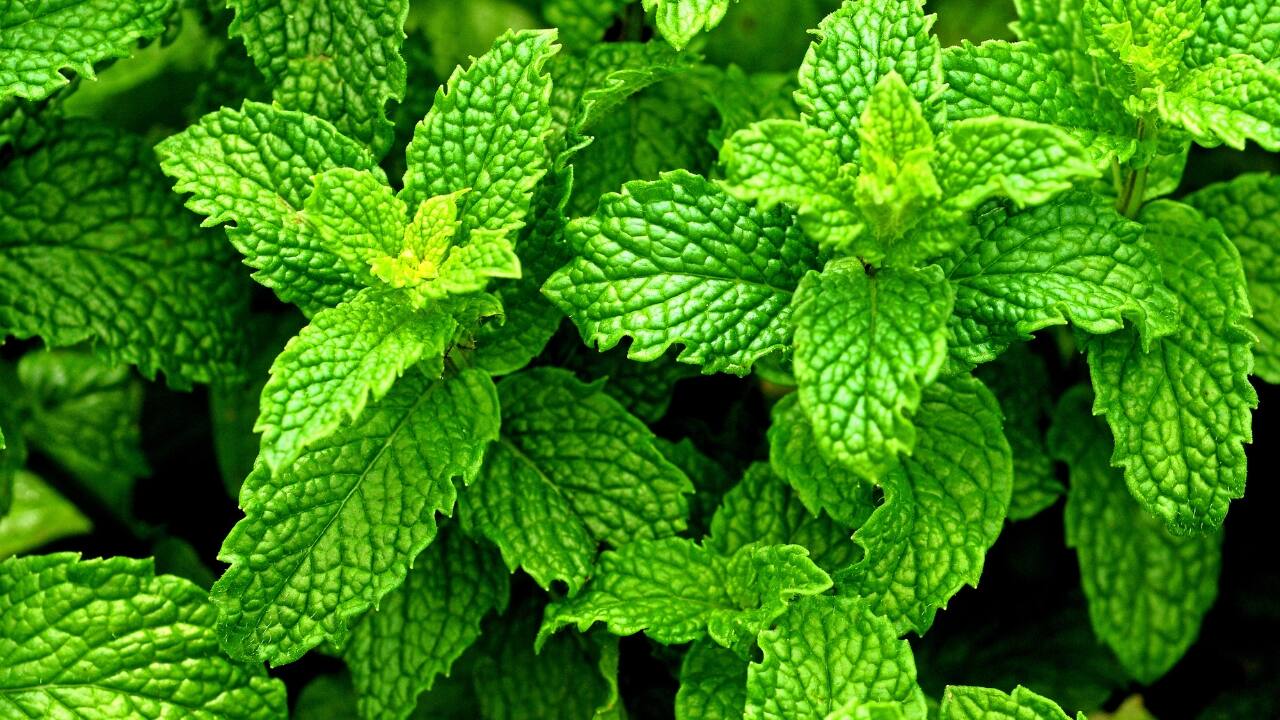 Peppermint: Peppermint oil or tea can help relax the muscles of the digestive tract, which can alleviate symptoms like bloating, gas, and abdominal pain. Peppermint has been shown to have a calming effect on the intestines and can be particularly helpful for individuals with IBS. (Image: Canva)