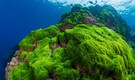 Discovery done by scientist on ocean algae that can cool down the Earth
