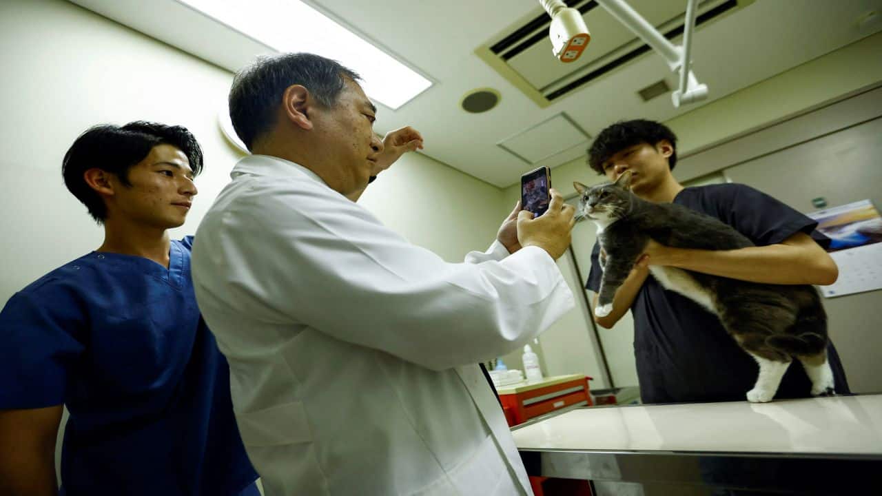 Nihon University professor and head of Nihon University Animal Medical Center Kazuya Edamura, 49, uses 'CatsMe!', an AI-driven smartphone application jointly developed by tech startup Carelogy and researchers at Nihon University that purports to tell when a cat is feeling pain, during an examination to a cat at the medical center in Fujisawa, south of Tokyo, Japan June 11, 2024. REUTERS/Issei Kato