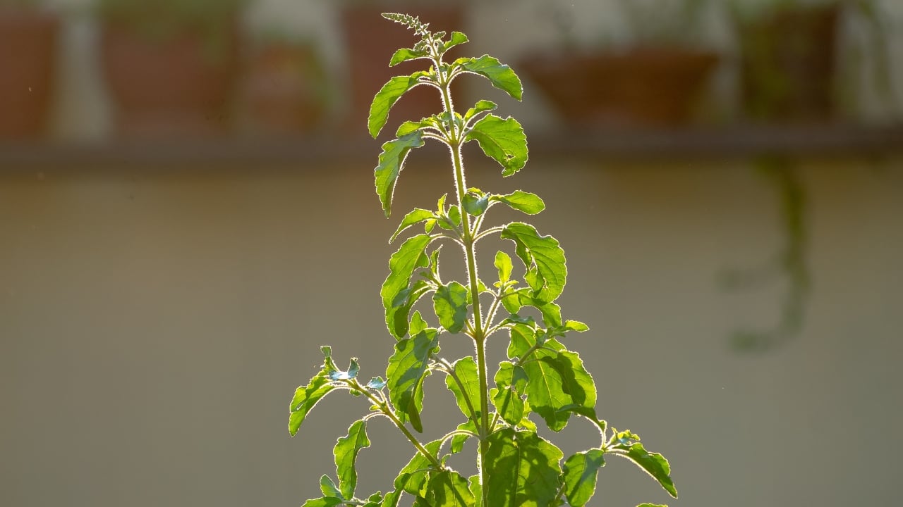 Benefits of tulsi: Add this magical herb to your daily diet to boosts your immunity, control blood sugar