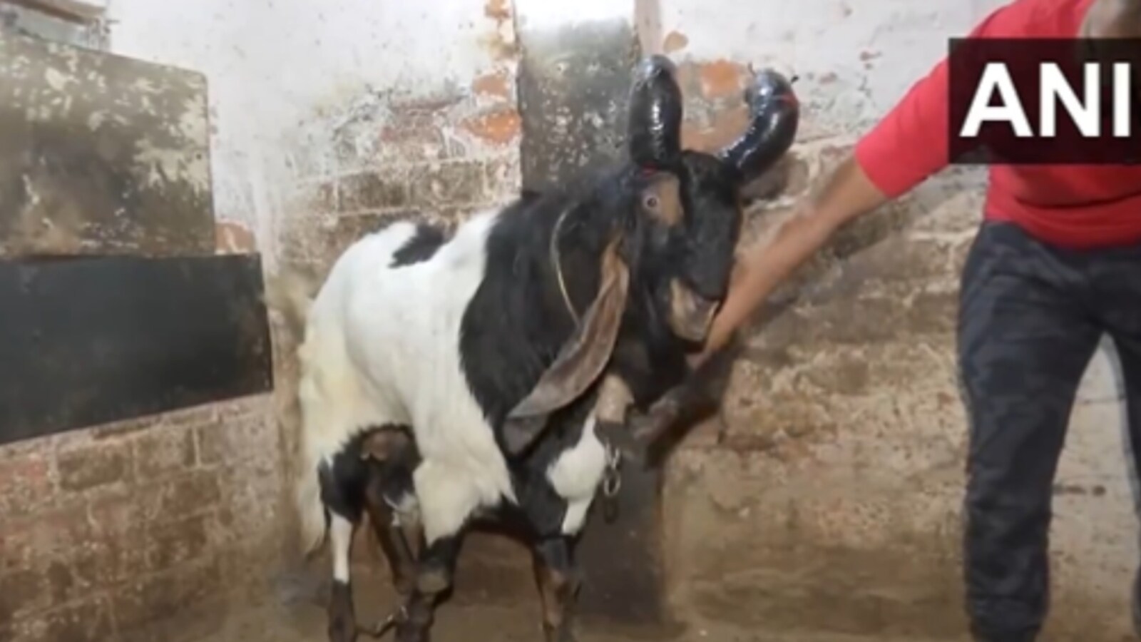 Eid-al-Adha: Madhya Pradesh man sells sacrificial goats priced at Rs  50,000-Rs 7.5 lakh. Watch