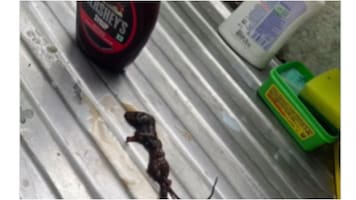 Woman finds dead mouse in Hershey's chocolate syrup ordered online. Company apologises