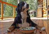Shedding in dogs: Seasonal changes, diet or anxiety can cause your furry friend to lose hair