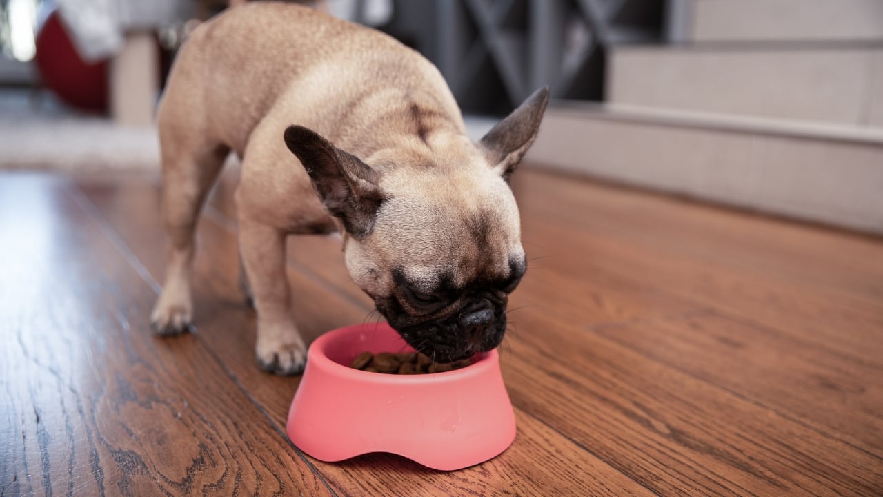 India's dog, cat food imports double in 5 years as more households adopt pets