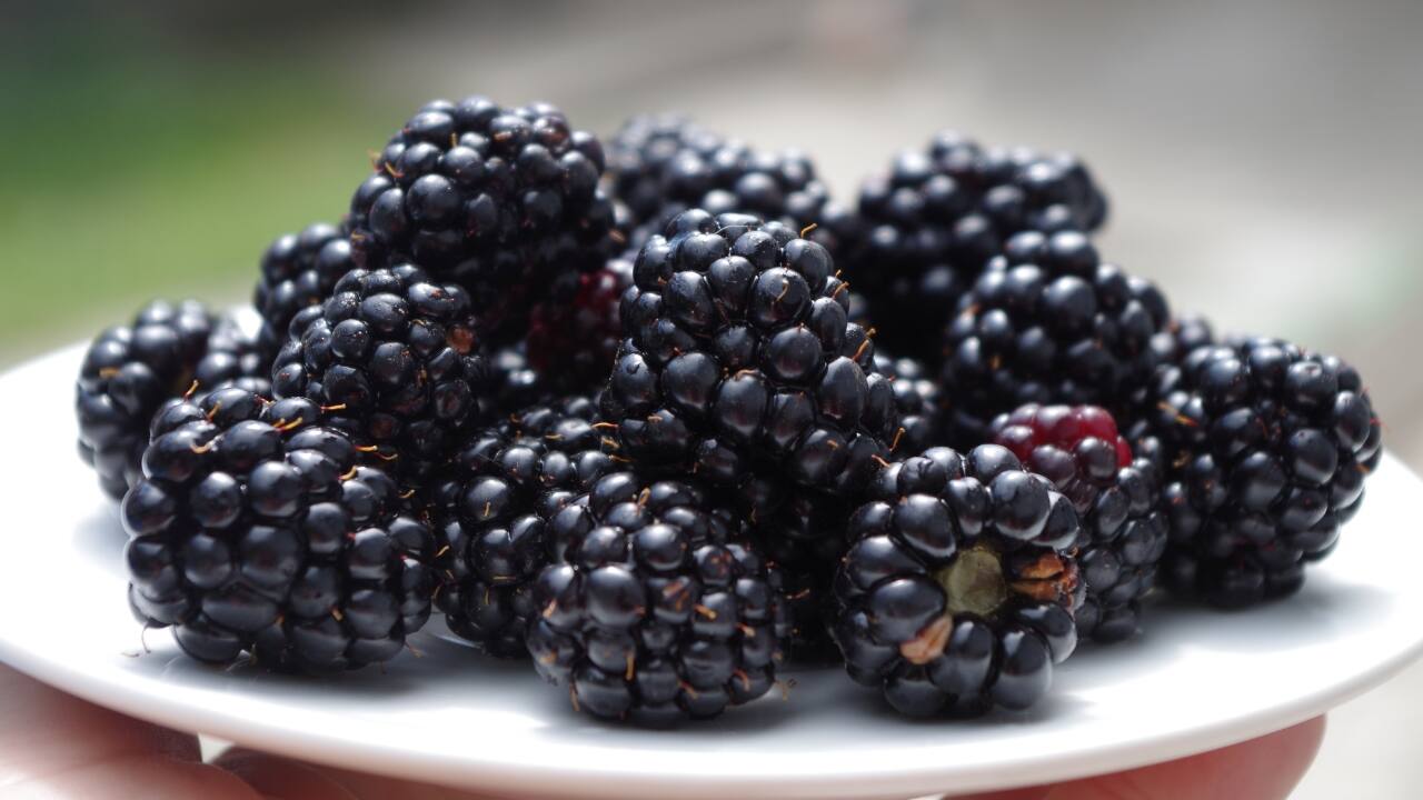 Blackberry juice benefits hotsell