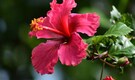 5 flowers to grow from cuttings this monsoon: Hibiscus, jasmine and more