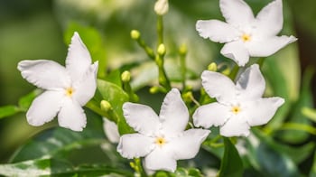 Best smelling house plants for your home garden