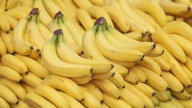 Bananas: Rich in carbohydrates, bananas provide a quick energy boost due to their natural sugars and fiber content. They also contain vitamin B6, which helps in the production of serotonin, a neurotransmitter that regulates mood. (Image: Canva)