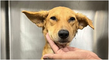 small animal hospital