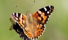 Journey Of Butterflies: Travelling nonstop for 2,600 miles butterflies crosses the Atlantic Ocean