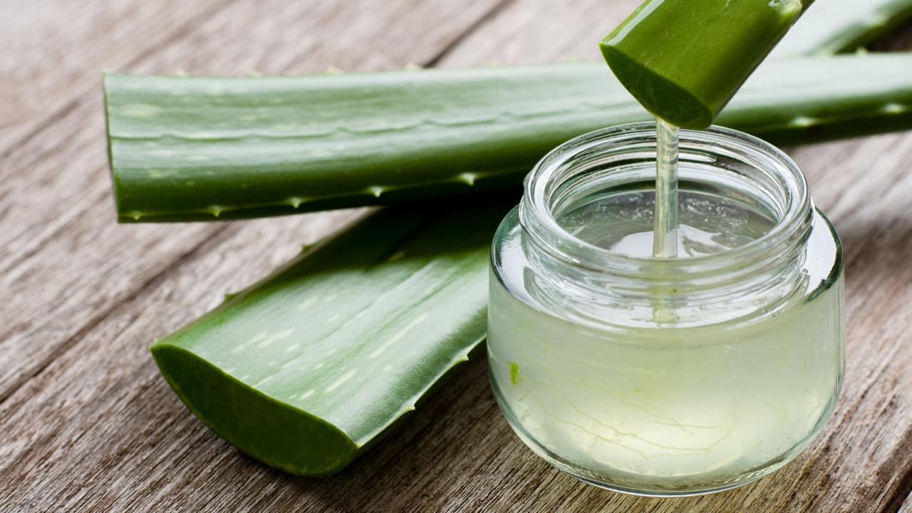 Aloe Vera: Apply fresh aloe vera gel directly onto the scars and leave it on for about 30 minutes before rinsing off. Aloe vera helps regenerate skin tissue and has soothing properties (Image: Canva)