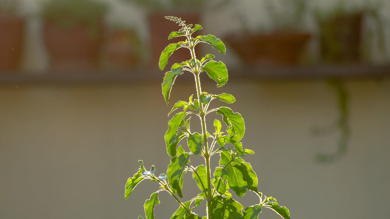 Tulsi (Holy Basil): Tulsi is highly valued in Ayurveda for its immune-boosting properties. It acts against bacteria, viruses, and inflammation, bolstering immunity and helping combat infections, says Delhi-based dietician Sudha Mohanti. During the monsoon, it supports respiratory health, easing congestion and promoting clearer breathing. (Image: Canva)
