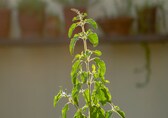 Herbs to grow in November: Grow tulsi, mint and coriander in your small balcony garden