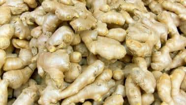 Ginger: Ginger's antimicrobial properties aid digestion and support gut health, crucial for optimal immune function. It indirectly boosts immunity by maintaining a healthy gastrointestinal tract. (Image: Canva)