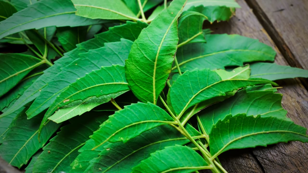 Neem: Neem's antifungal, antibacterial, and antiviral properties fortify immune defenses, guarding against infections and promoting skin health. It plays a key role in maintaining overall immune system robustness. (Image: Canva)