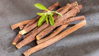 Licorice Root: This herb's immune-boosting properties and anti-inflammatory effects support respiratory health and overall immune function. It helps reduce inflammation, aiding in the body's defense against pathogens during seasonal changes, says Mohanti. (Image: Canva)