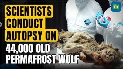 Russian Scientists Conduct Autopsy on a 44,000-year-old Permafrost Wolf Carcass