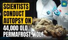 Russian Scientists Conduct Autopsy on a 44,000-year-old Permafrost Wolf Carcass