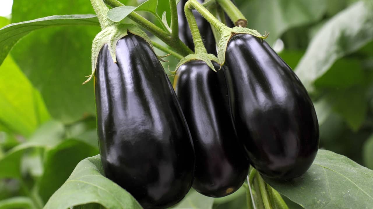 Avoid cabbage, brinjal, mushrooms, leafy greens during monsoon season, here's why
