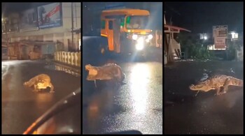 A crocodile was spotted on the road in a rainy Maharashtra district. (Images: screenshots of video @ParveenKaswan/X)