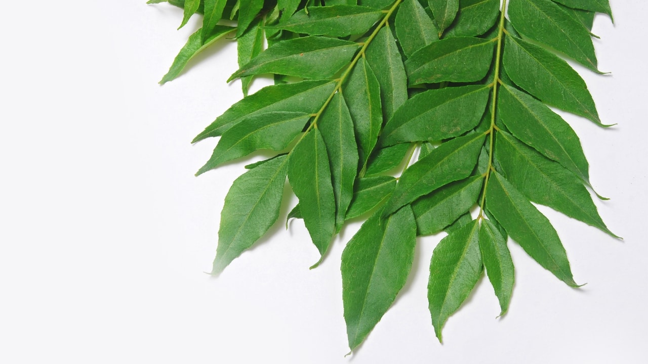 Benefits of curry leaves: Boosts immunity, controls blood sugar, aids in digestion