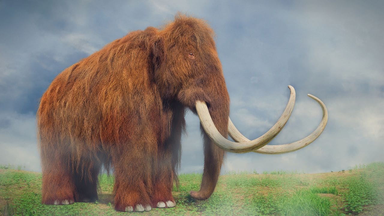 Humans responsible for the extinction of large mammal 50,000 years ago