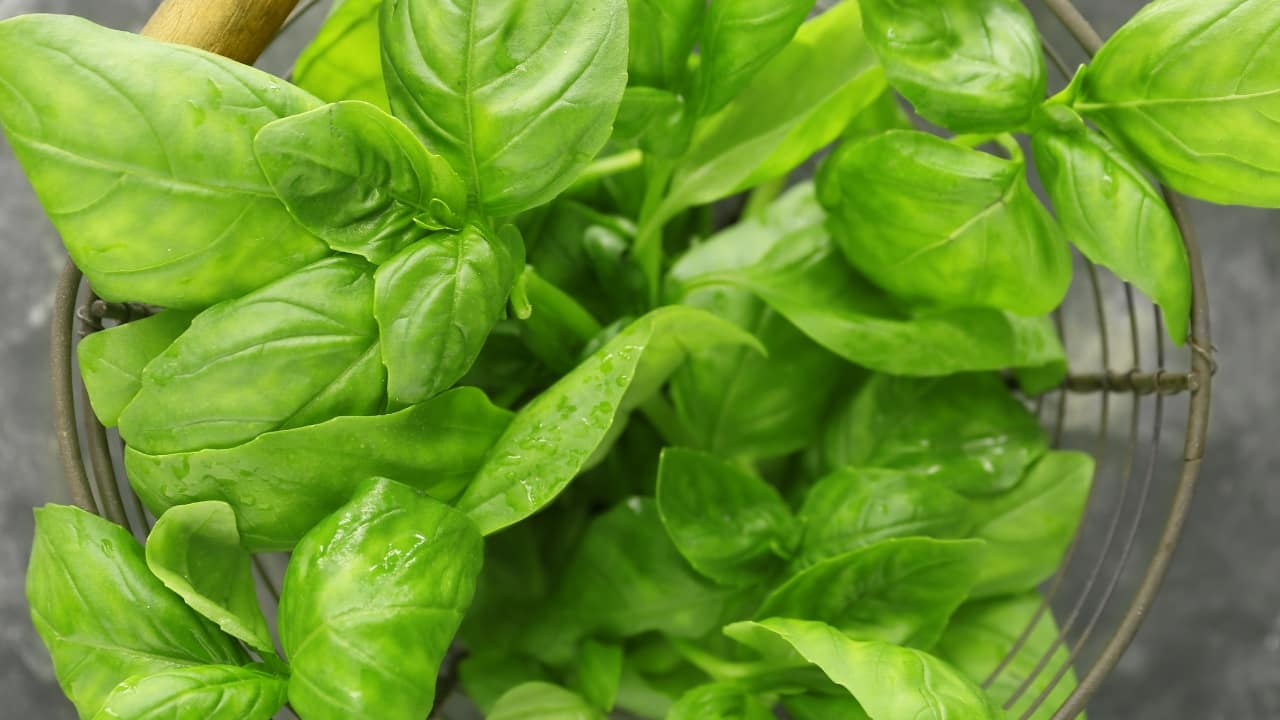 Health benefits of raw basil leaves: Promotes heart health, rich in antioxidants, reduces stress