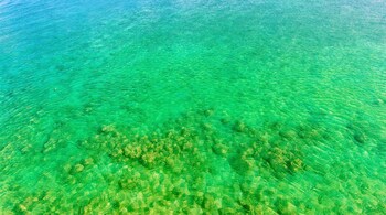 Representative Image of Green Ocean (Photo - Canva)Representative Image of Green Ocean (Photo - Canva)