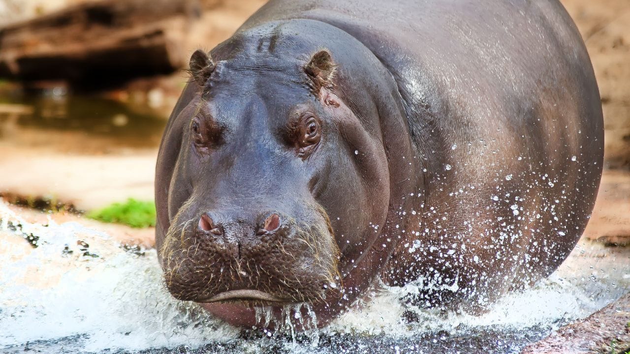 UK research revealed that hippos can fly despite their huge sizes