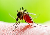 Zika virus misconception: Does it only affect pregnant women? Is it only spread by mosquitoes?