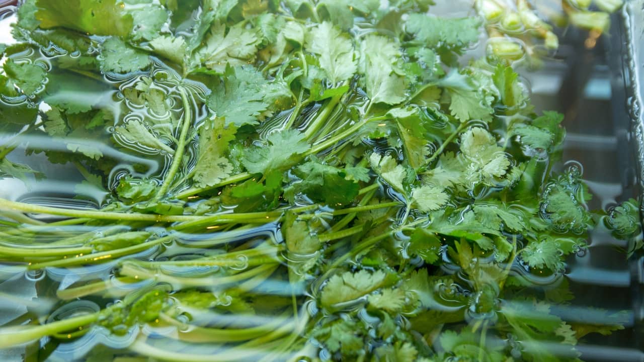 Health benefits of soaked coriander water: Improves immunity, regulates blood sugar