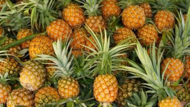 Pineapple: Pineapple naturally boosts melatonin production in the body, aiding in the regulation of sleep patterns and improving sleep efficiency. Its tropical flavor makes it a refreshing evening snack that can help induce relaxation and prepare the body for a restful night's sleep. (Image: Canva)