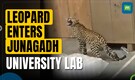 Leopard enters bio energy laboratory at Junagadh Agricultural University