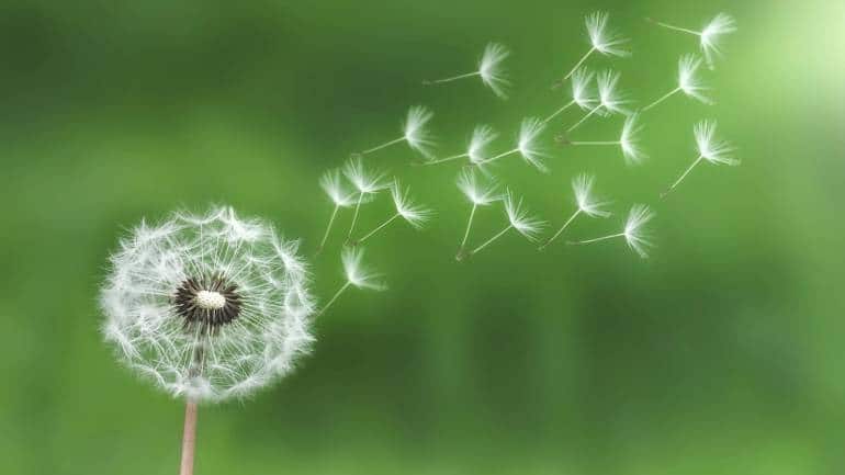 Dandelion: Dandelion is more than just a common weed; it is a potent herb with diuretic properties that can help the kidneys eliminate excess uric acid. Dandelion tea is a popular way to consume this herb. Drinking a cup of dandelion tea daily can assist in maintaining healthy uric acid levels (Image: Canva)