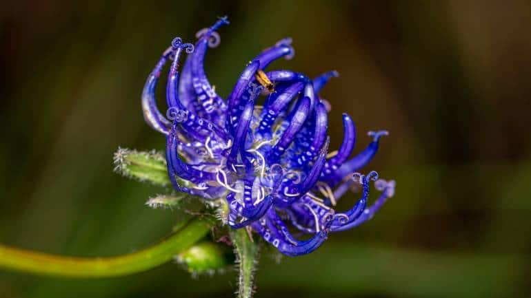 Devil’s Claw: Devil’s Claw, a herb native to Southern Africa, has been traditionally used for its pain-relieving and anti-inflammatory properties. Studies suggest that Devil’s Claw can help reduce uric acid levels and alleviate gout symptoms. It is commonly available in capsule or tincture form, making it easy to incorporate into your routine (Image: Canva)