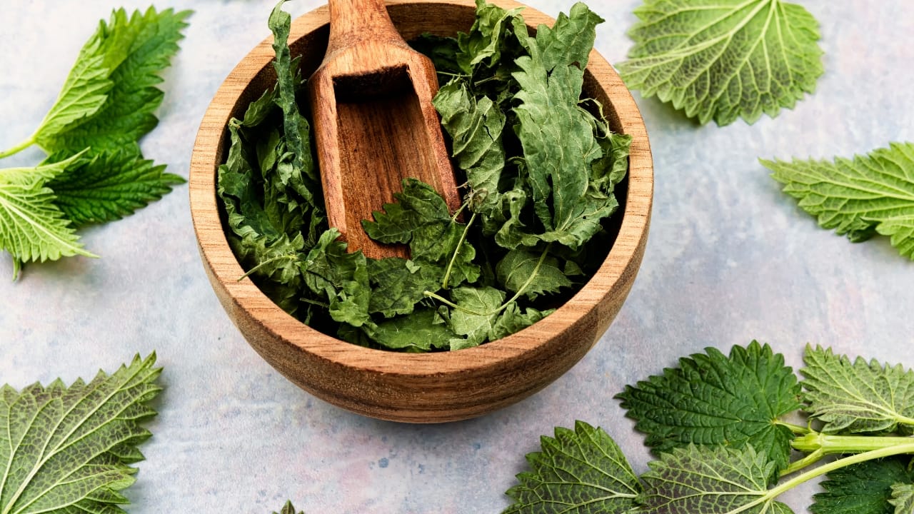 Nettle: Nettle has been used for centuries to treat a variety of ailments, including gout. It is rich in anti-inflammatory compounds that can help lower uric acid levels and reduce pain. Nettle tea is an excellent way to consume this herb. Drinking two to three cups of nettle tea daily can be beneficial (Image: Canva)