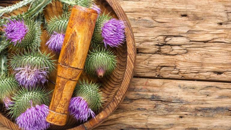 Milk Thistle: Milk Thistle is well-known for its liver-supporting properties, which can indirectly help manage uric acid levels. A healthy liver is essential for processing and eliminating uric acid. Silymarin, the active ingredient in milk thistle, promotes liver health and function. Milk thistle is available in capsule, tablet, and tea forms (Image: Canva)