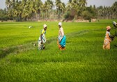 Monsoon prospects cheer fertilisers firms, but pressure builds on agrochemicals companies