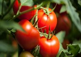 Health benefits of tomatoes: Keep your skin glowing, boost digestion, improve heart health